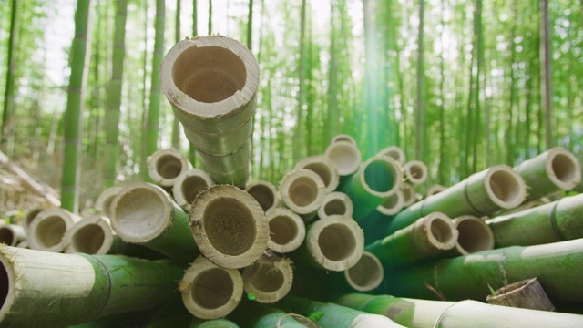 近距离镜头切割有机竹竿准备加工成可持续的绿色产品。背景是竹林。耀斑。视频下载