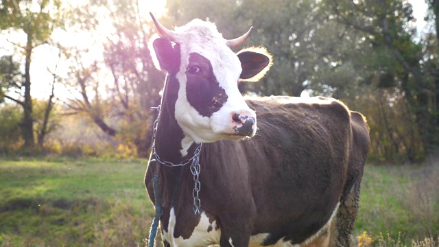 好奇的奶牛站在草坪上，平静地看着镜头。可爱友好的动物在阳光灿烂的日子里在草地上吃草。牛在牧场。农业的概念。风景优美的自然背景。慢动作视频素材