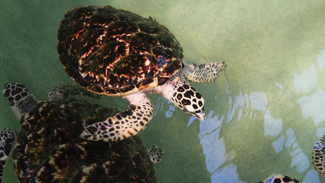 初生玳瑁海龟幼崽在保育池中游泳。海龟保护中心。泰国视频下载
