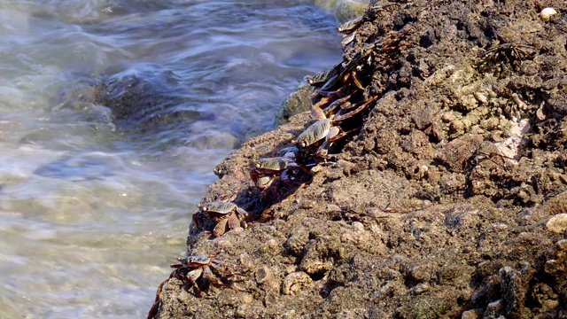 马尔代夫，印度洋福瓦穆拉岛，螃蟹坐在冲浪区的一块岩石上视频素材