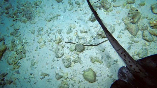 圆带尾鳐，Taeniura meyeni。俯视图，夜间潜水，印度洋，马尔代夫视频素材