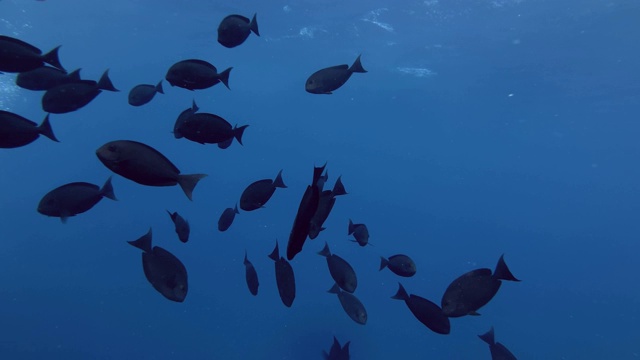 一群独角鱼在蓝色的水里游泳。光滑的独角鱼，六角鱼，印度洋，马尔代夫视频下载
