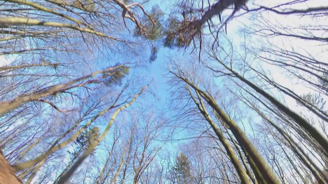 走过秋天的森林在天空中看宽角度Hyper Lapse视频素材