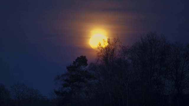 荷兰，一轮满月从树后升起视频素材