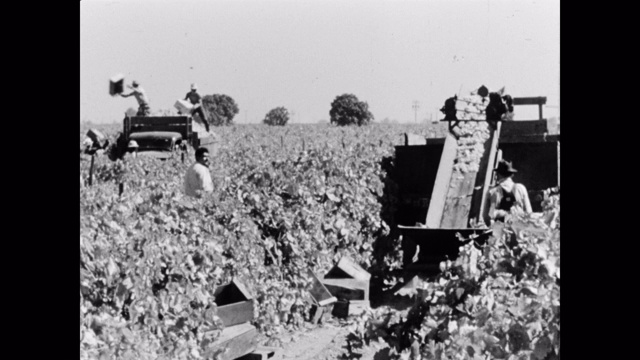 农场工人在葡萄园里装载卡车和传送带上的葡萄视频素材