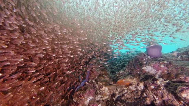 史诗般的自然潜水穿过充满热带玻璃鱼的水下洞穴视频素材