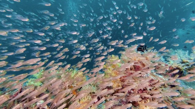 史诗般的自然水下珊瑚礁生态系统，丰富的鱼类生命视频素材