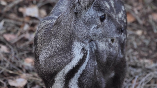 西伯利亚麝(麝香)-阿勒泰自然保护区视频下载