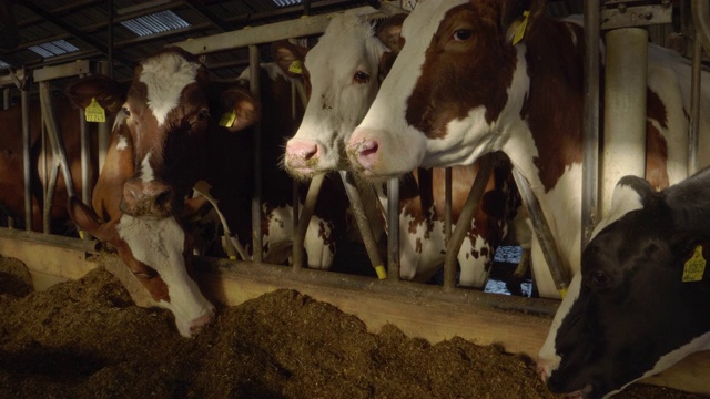在奶棚中以青贮饲料喂养的奶牛视频素材