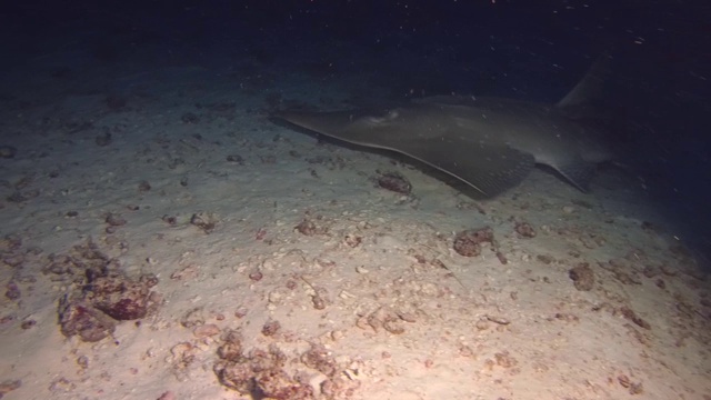 巨型吉他鱼——吉他鱼在夜间游动。印度洋,马尔代夫视频素材