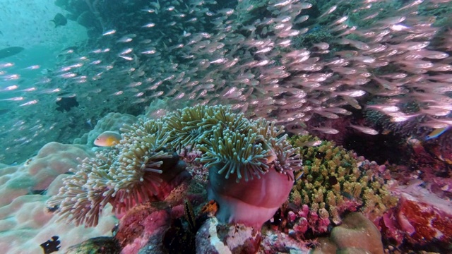 史诗般的自然小丑鱼在充满活力的水下珊瑚礁生态系统视频素材