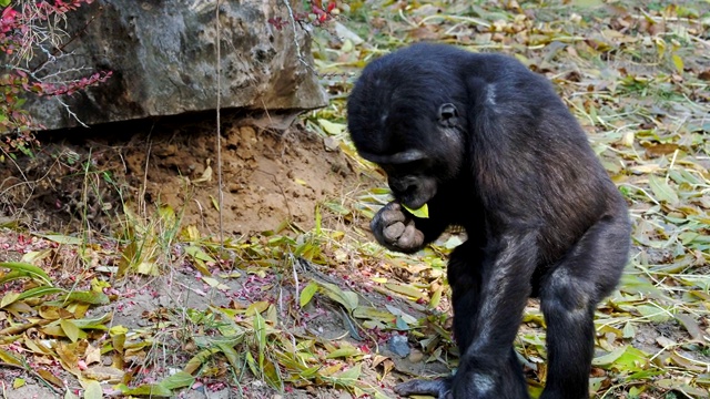 年轻的西部低地大猩猩正在吃树叶视频下载