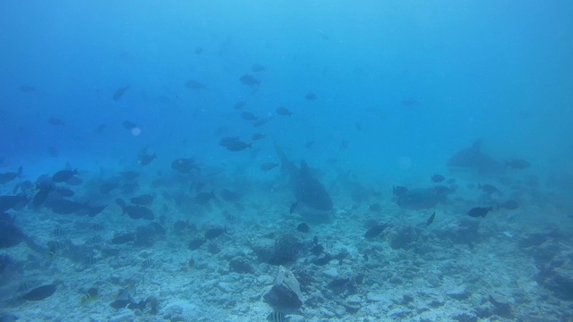 亚洲马尔代夫福瓦穆拉岛，印度洋浅水区的暗礁底部，潜水员正在拍摄两只寻找食物的虎鲨视频素材