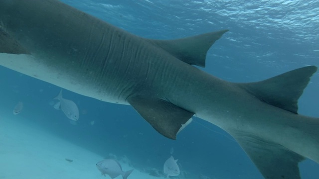 黄褐色护士鲨-内布里乌斯ferrugineus和粉红色whpray - Himantura fai游过沙底，印度洋，马尔代夫，亚洲视频下载