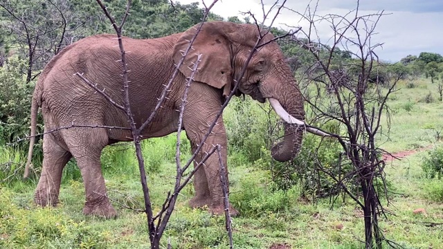 大象在树旁进食和行走视频下载