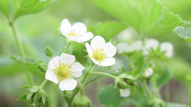 白色草莓花开花植物在春天视频素材