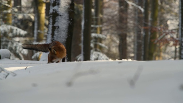 狐狸在森林里寻找食物视频素材