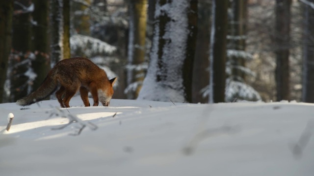 狐狸在森林里寻找食物视频素材