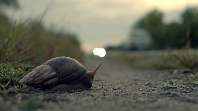路边的蜗牛视频素材