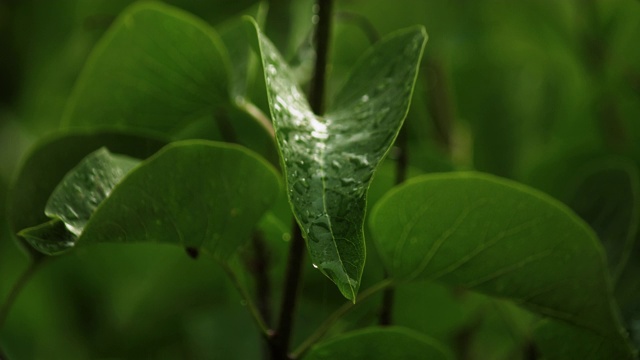 雨滴落在新鲜的绿色卵形丁香树叶上视频素材