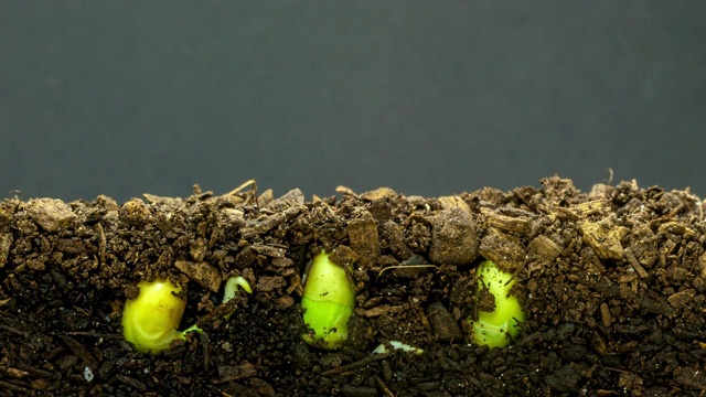 3个豆芽在地上生长的4K延时视频，以黑色背景拍摄。视频下载
