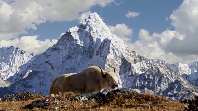 尼泊尔喜玛拉雅山脉的白牦牛。背景是尼泊尔白雪覆盖的阿玛达布拉姆山。珠峰大本营徒步旅行(EBC)。替身拍摄,4 k视频下载