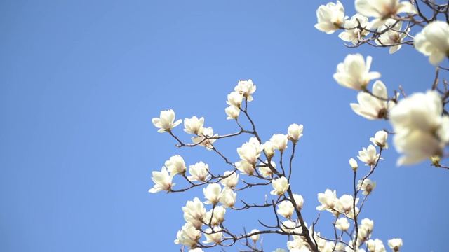 春天盛开的白玉兰树/韩国首尔视频素材