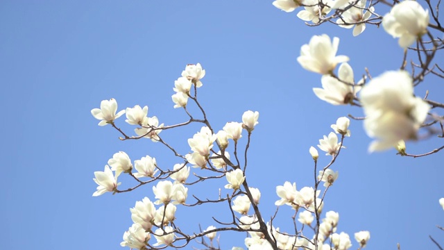春天盛开的白玉兰树/韩国首尔视频素材