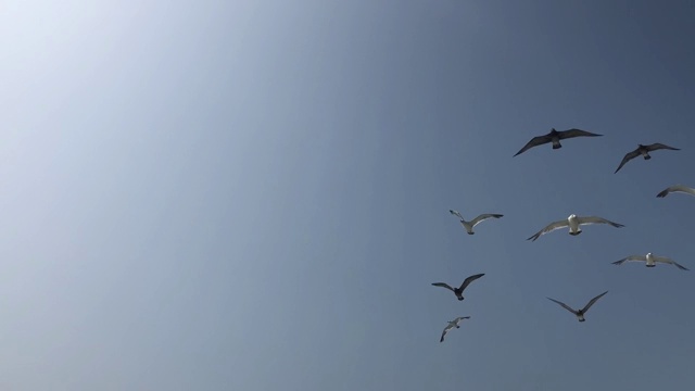 一群海鸥在蓝天上飞翔视频素材