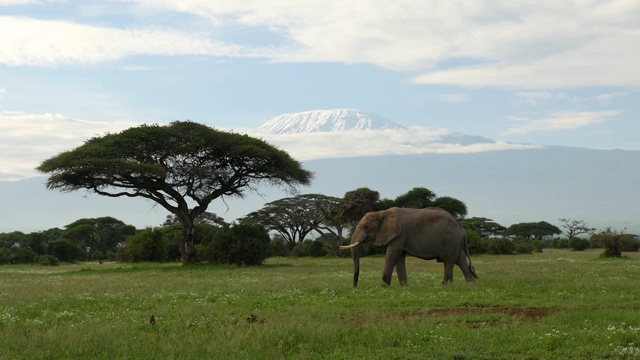 大象在乞力马扎罗山下吃草和散步视频素材