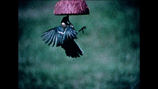大山雀争论椰子喂鸟;1978视频素材