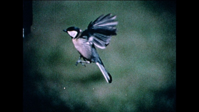 大山雀(Parus major)在喂鸟器上的慢动作;1978视频素材