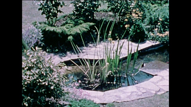 花衣鹡尾(Motacilla alba)在池塘中溅起水花;1978视频素材