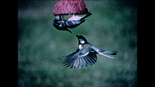 花园鸟类争论椰子鸟类饲料;1978视频素材