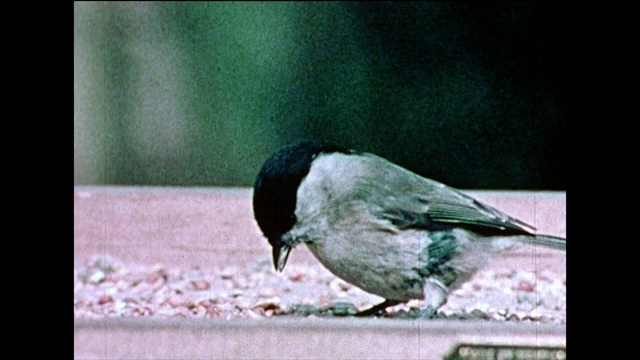 在树枝和鸟桌上的沼泽山雀(沼泽山雀);1978视频素材