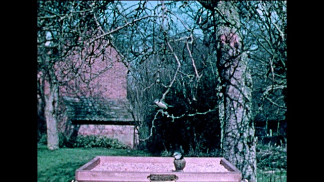 蓝山雀和大山雀以鸟桌为食;1978视频素材