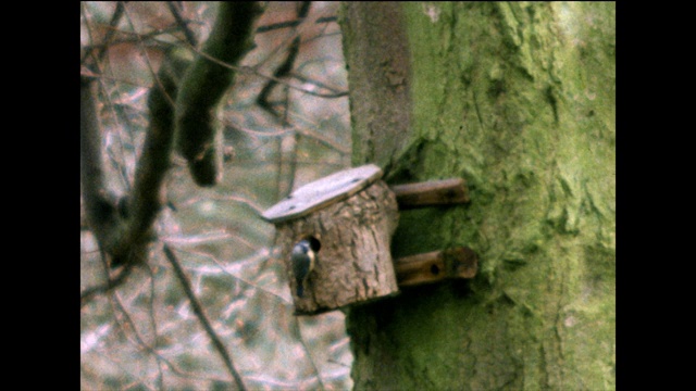 蓝山雀正在调查一个装在树上的鸟箱;1978视频素材