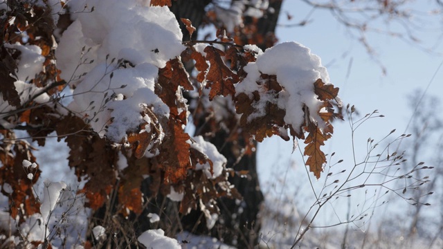 美丽的景象与橡树叶植被雪浅DOF视频下载