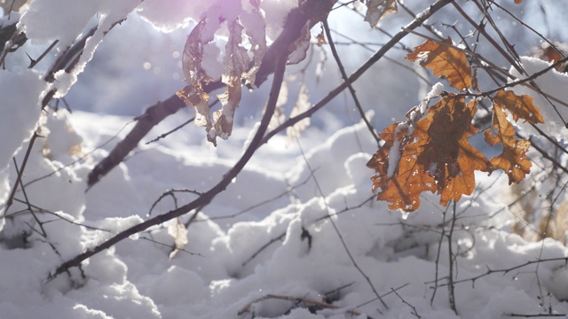 植被和树叶在初雪下浅自由度视频下载