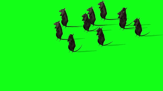绿色屏幕上可爱的灰色老鼠的动画视频素材