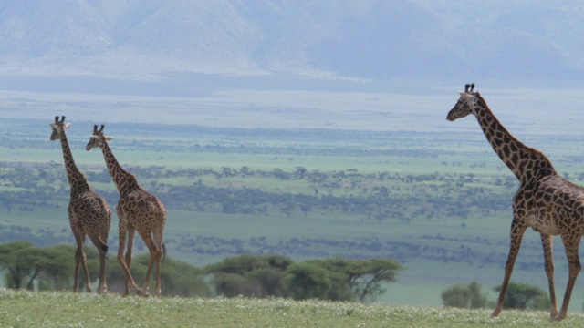 塞伦盖蒂国家公园大草原上的长颈鹿视频素材