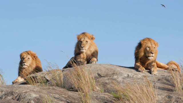 塞伦盖蒂国家公园的狮子视频下载
