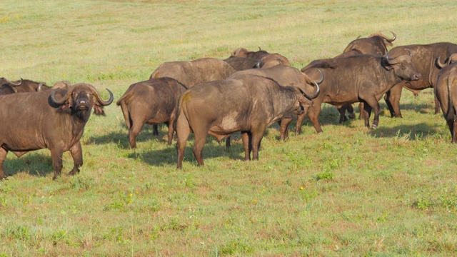 非洲野牛群在恩戈罗戈罗火山口-坦桑尼亚4K视频素材