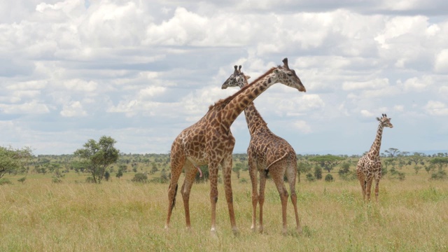 塞伦盖蒂国家公园大草原上的长颈鹿视频素材