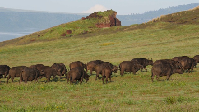 坦桑尼亚恩戈罗戈罗火山口的水牛正在上山视频素材