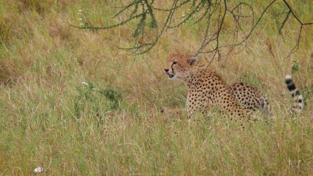 坦桑尼亚塞伦盖蒂国家公园，猎豹制服猎物- 4K视频素材