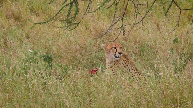 坦桑尼亚塞伦盖蒂国家公园，猎豹制服猎物- 4K视频素材