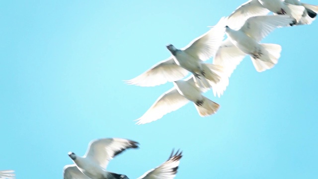 海鸥在蓝天上飞翔。鸟群在强风中飞翔视频素材