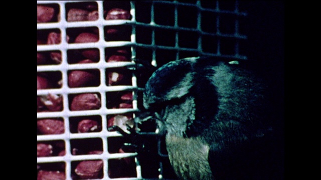 蓝山雀从喂鸟器那里吃花生;1978视频素材