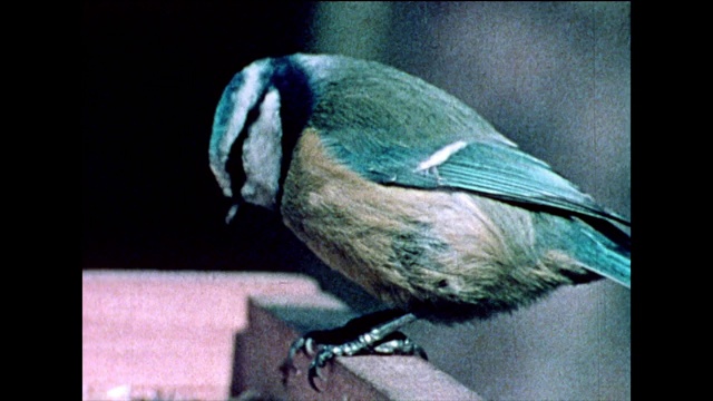 蓝山雀和绿雀在鸟桌上吃东西;1978视频素材